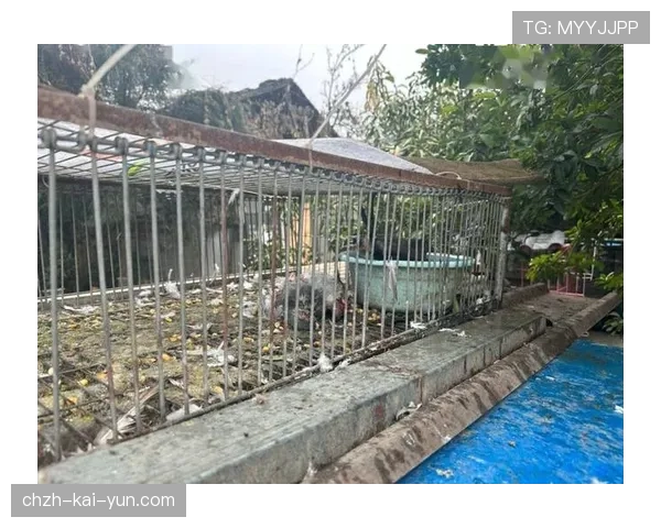 鸽子干扰：球场上的不速之客，干扰鸽子飞行路径不影响小区生活